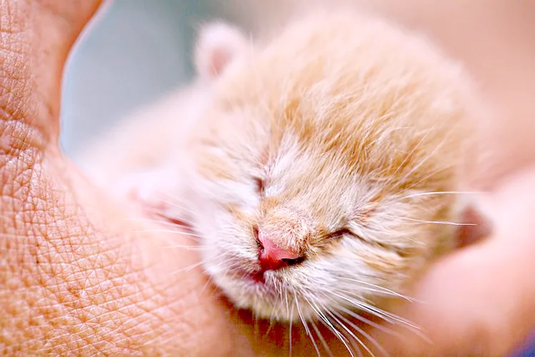 Por qu&eacute; un bebe frunce el ce&ntilde;o